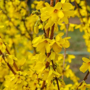 Forsythia x intermedia 'Spectabilis'