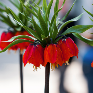 Fritillaria imperialis Rubra - Red Crown Imperial Fritillary