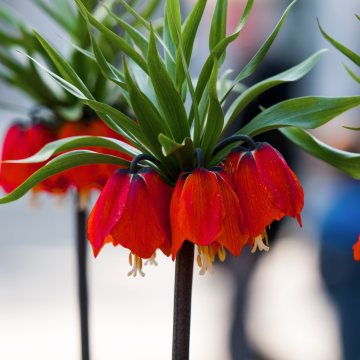 Fritillaria imperialis - Red Crown Imperial Fritillary