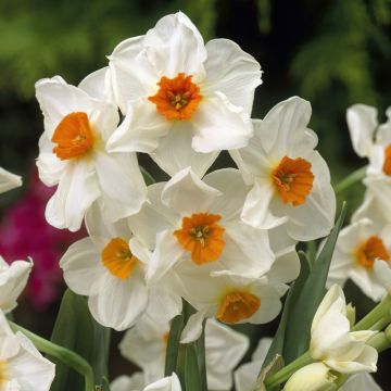 Narcissus Geranium - Pack of 10