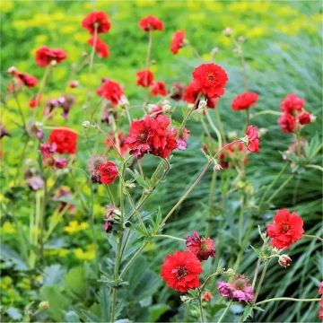 Geum Mrs Bradshaw - Avens