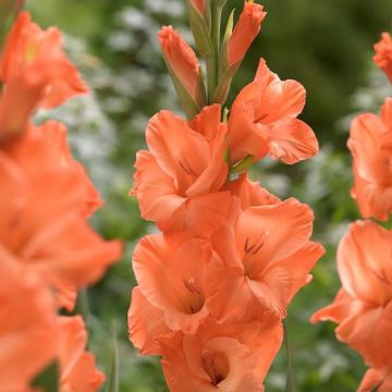 Gladiolus Avicii - Pack of Five Bare Root Plants