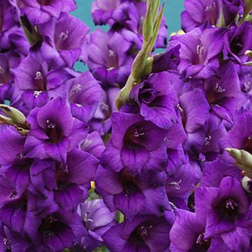 Gladioli Giant Flowered Purple - Pack of 5
