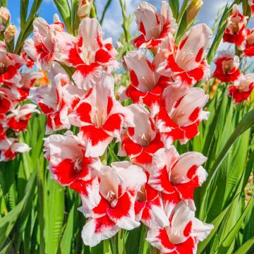 Gladiolus Japonica - Two Tone Red & White  Gladioli - Pack of 5