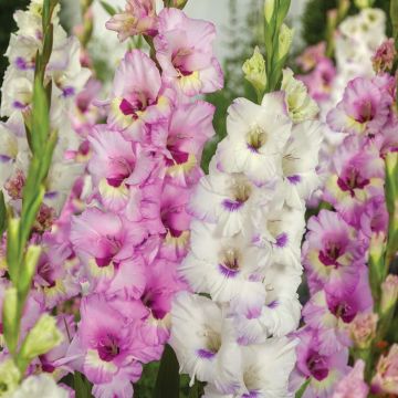 Gladiolus Sweet Candy - Pack of 25 Gladioli