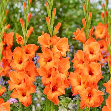 Gladioli Giant Flower Orange - Pack of 5