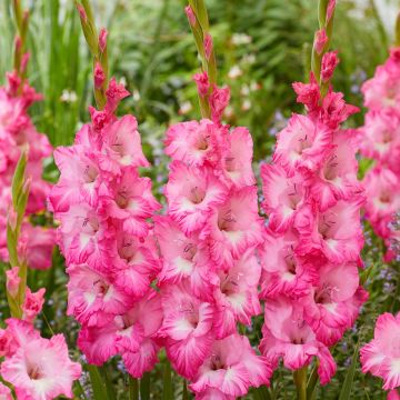 Gladioli Pink - Pack of 25 Gladioli Corms