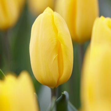 Tulip Strong Gold - Pack of 6 Bulbs