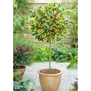 Ilex Golden King - Standard Holly Tree - circa 110cm tall