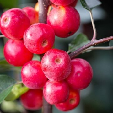 Crabapple Tree - Malus Gorgeous - 110-120cm