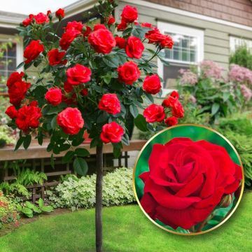 Large Standard Rose Tree - Grand Gala