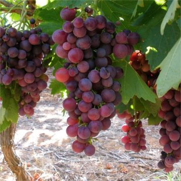 Large circa 5-6ft Grape Vine - Vitis vinifera 'Crimson' Red Seedless Grape