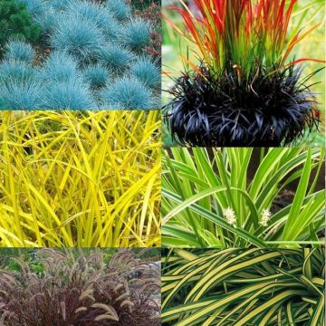 Gorgeous Grasses Collection - FIVE Different Ornamental Grasses