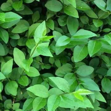 Ligustrum ovalifolium - Green Privet - circa 140-160cm