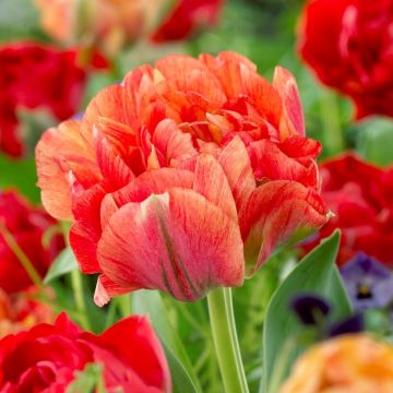 Tulip Gudoshnik Double - Pack of 25 Peony Flowered Double Tulips