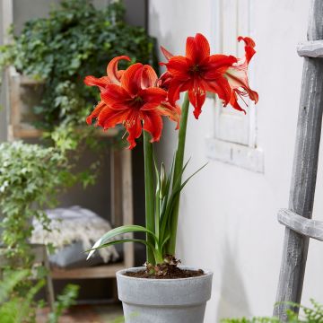 Garden Amaryllis - Gypsy Girl - Hippeastrum - Pack of THREE