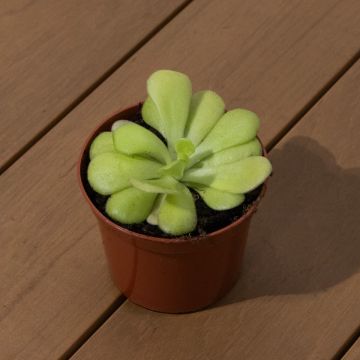 Pinguicula agnata - Carnivorous Plant