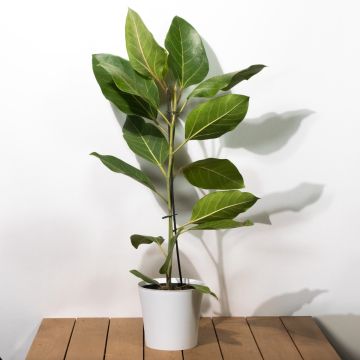 Ficus Joy