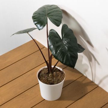 Alocasia scalprum 