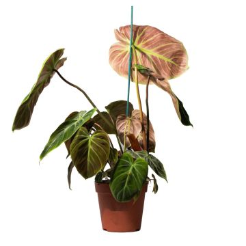 Philodendron Choco Red