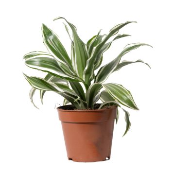 Dracaena fragrans 'White Jewl'