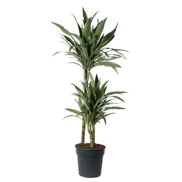 Dracaena fragrans 'warneckii Dragon Tree'