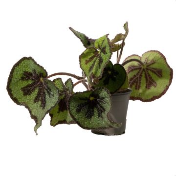 Begonia Leaf Masoniana