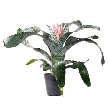 Aechmea Fasciata Primera XL