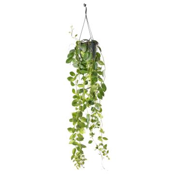 Aeschynanthus Hanging Basket