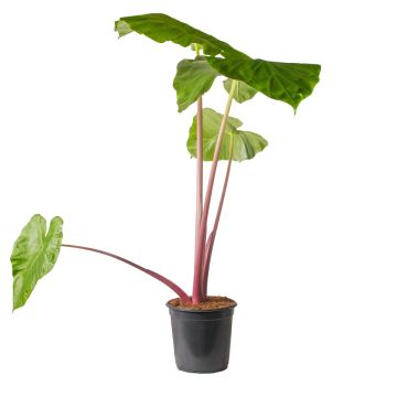 Alocasia Imperial Red