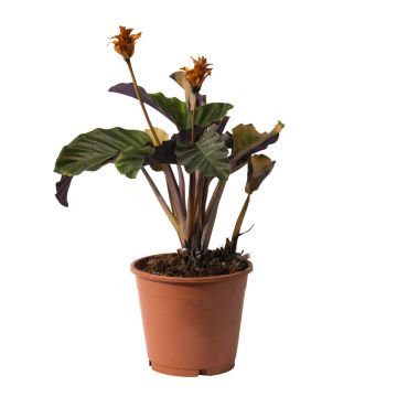 Calathea Crocata