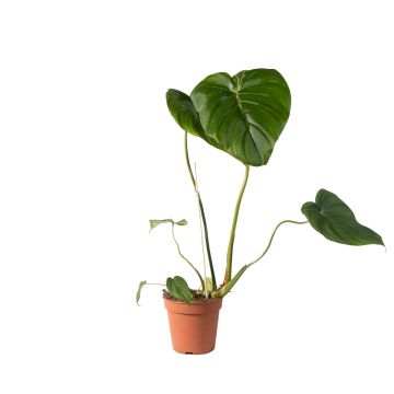 Philodendron Pastazanum