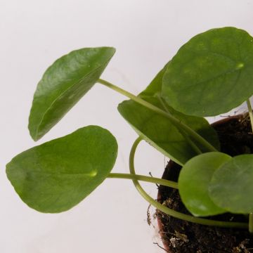 Pilea Peperomoides