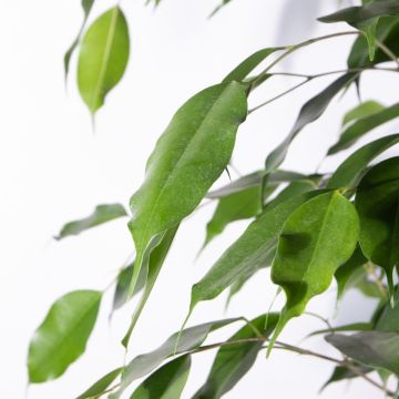 Ficus Benjamina Exotica