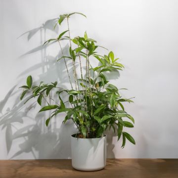 Dracaena Surculosa