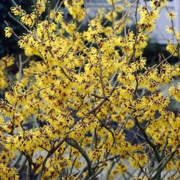 Hamamelis Arnold Promise - Witch Hazel - LARGE 120-140cm Specimen