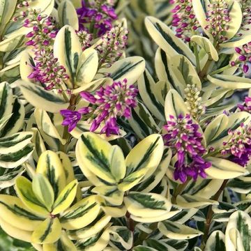 Hebe andersonii 'Variegata'