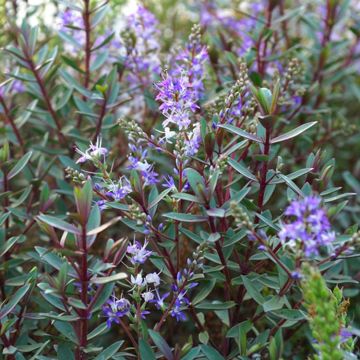 Hebe Mrs Winder - Compact Hardy Evergreen Hebe Shrub