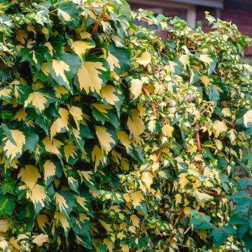 Hedera helix Goldheart - Evergreen Ivy - Large 6ft Specimen Climber