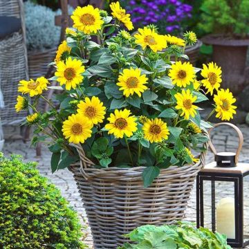 Hardy Sunflower Suncatcher - Helianthus in Bud & Bloom