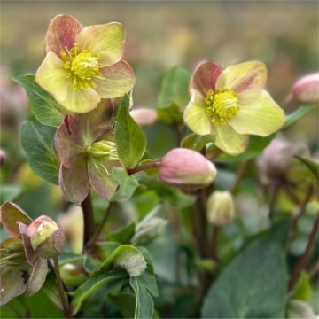 Helleborus x ericsmithii Early Princess - XXXL Plant