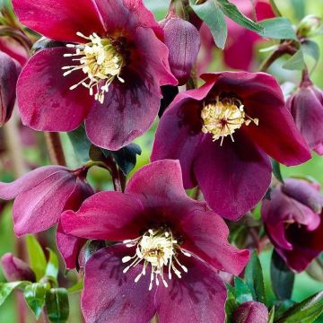 Helleborus x hybridus 'Hello Red' - Oriental Hellebore in Bud & Bloom