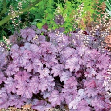 Heuchera 'Little Cutie Sugar Berry'