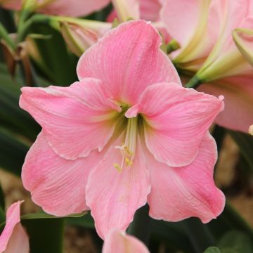 Amaryllis - SWEET STAR - BABY PINK Hippeastrum Bulb