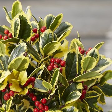 Ilex alta. Golden King