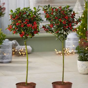 Pair of Festive Christmas Holly Trees Covered in Berries