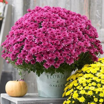 Colourful Garden Mum Chrysanthemum - Hot Pink