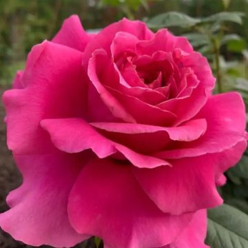 Large Standard Rose Tree - 'Hot Lady'