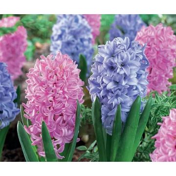 Hyacinth Spring Delight - pack of 8