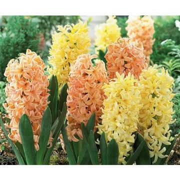 Hyacinth Spring Glow - pack of 8